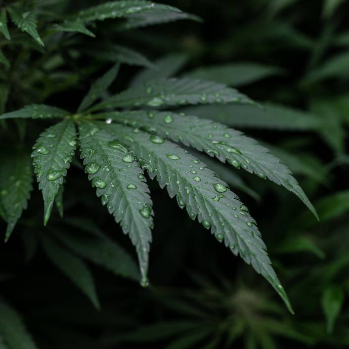 A close up view of a cannabis leaf