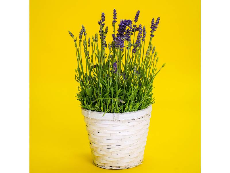 A white pot of fresh lavender with a yellow background