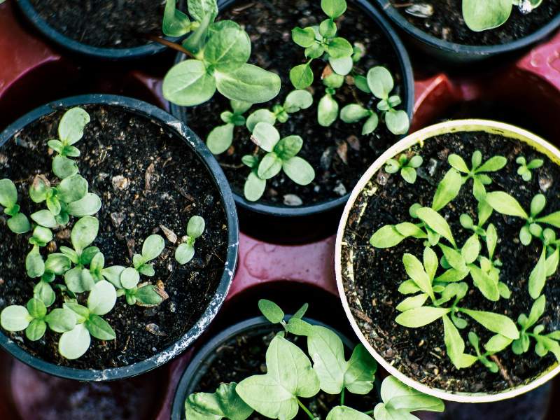 A top view of different baby herbal plants in pots