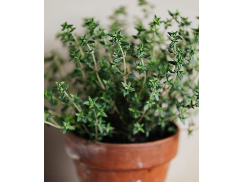 A small brown clay pot of fresh thyme. Photo by Karolina Grabowska